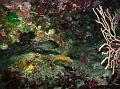 Poisson Castagnole